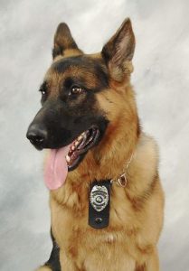 Retired K-9 officer "Cai" (Photo supplied/Elkhart Police Department)