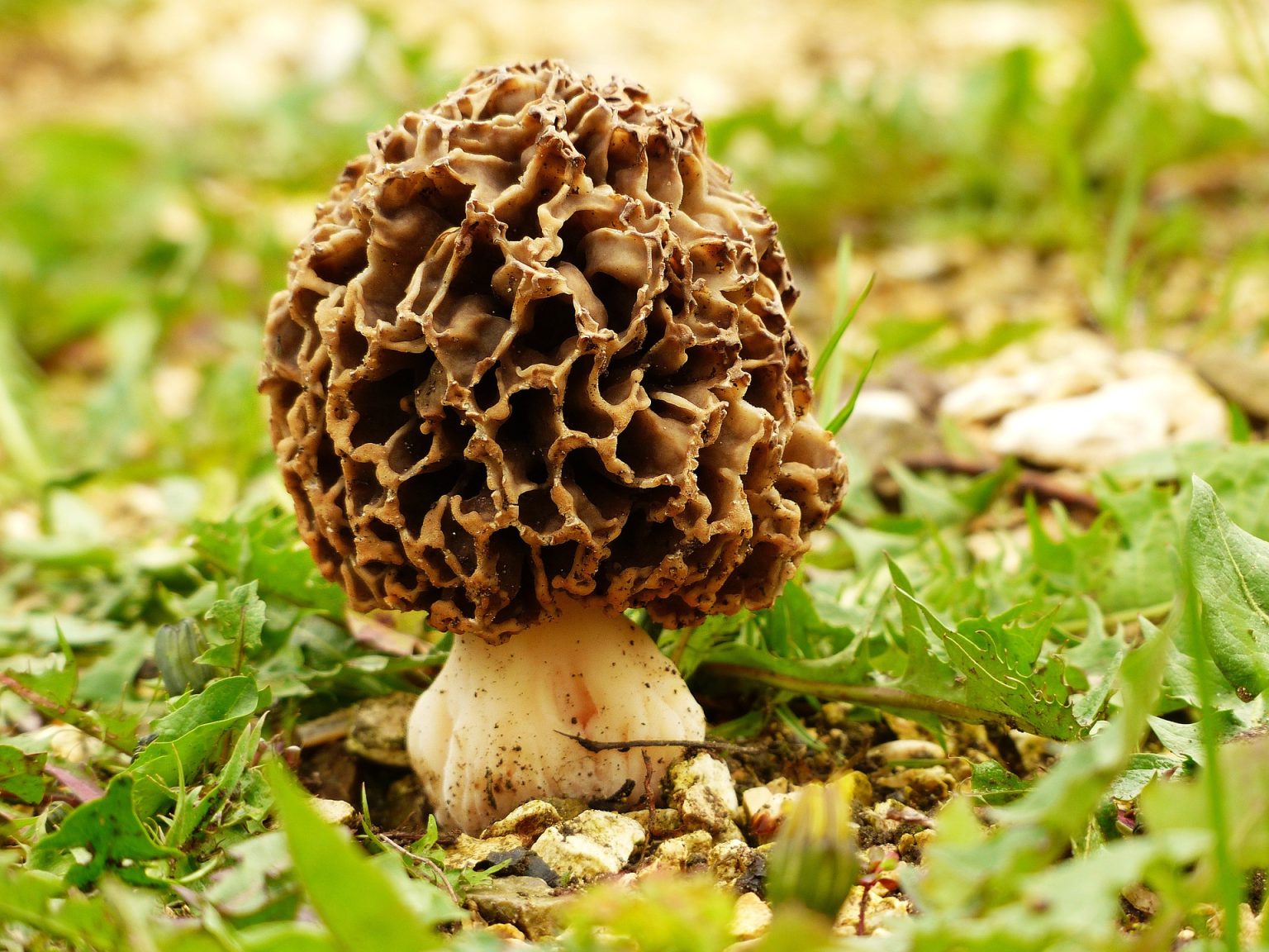 Morel mushroom season is shaping up to be a good one in Indiana 95.3 MNC