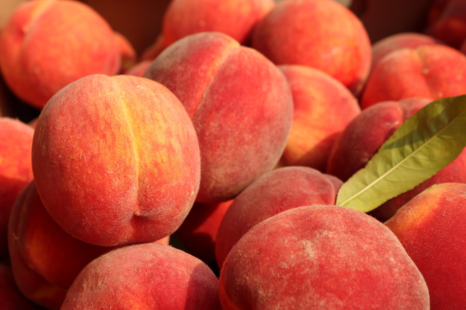 Peaches, Plums, and Nectarines Recalled Nationwide Due to Listeria Outbreak